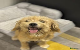 Yorkshire Terrier dogs for adoption: Sweet Daisy looking for LOVE  - Image 5