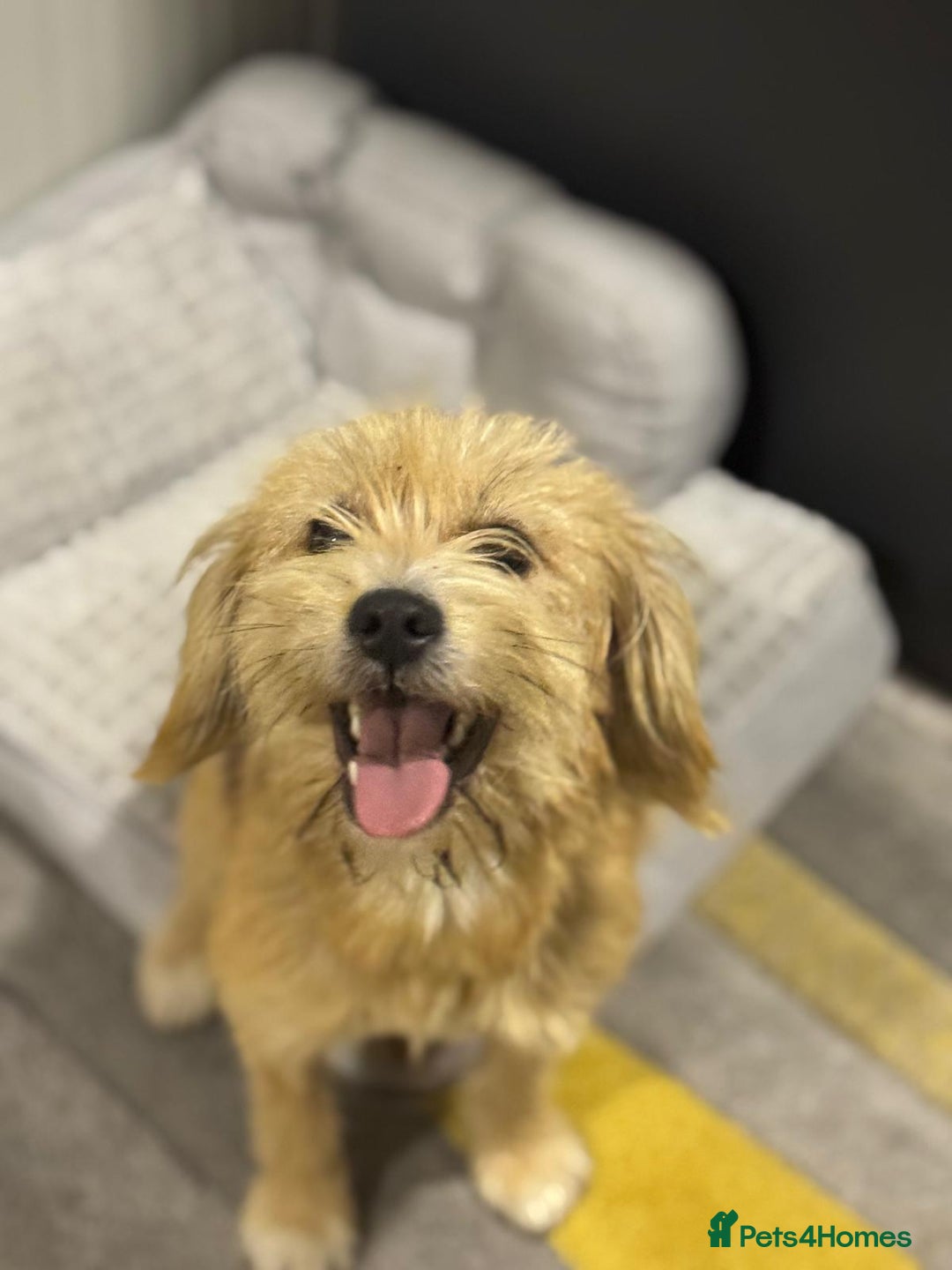 Yorkshire Terrier dogs for adoption: Sweet Daisy looking for LOVE  - Image 5