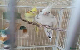Cockatiels birds for sale: Male and Female Cockatiel - Advert 5