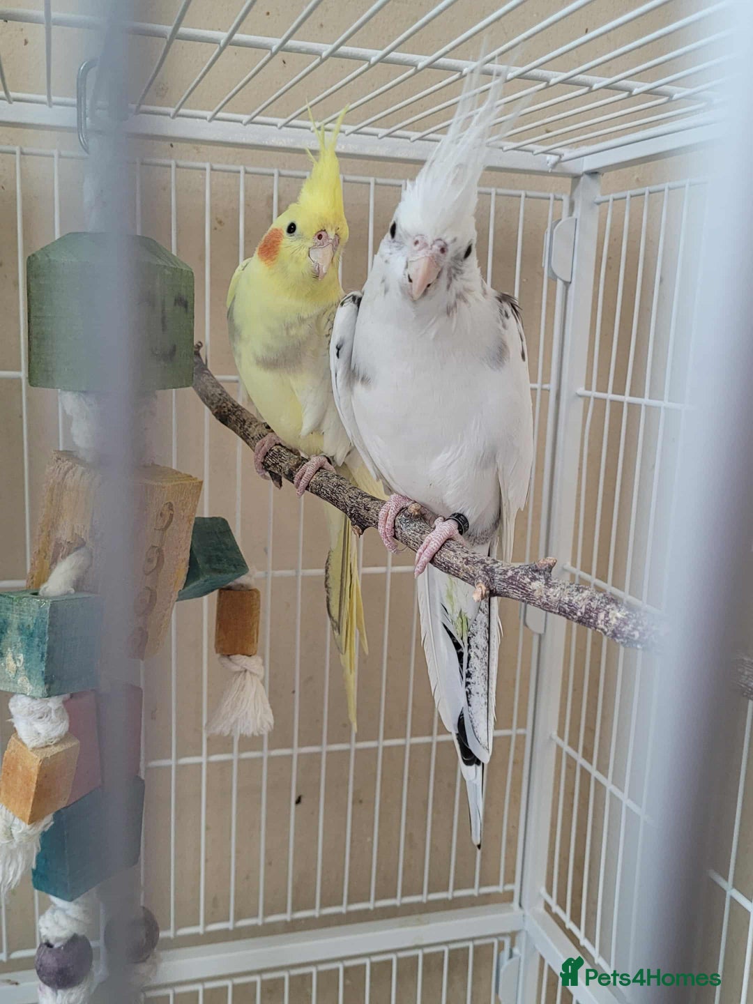 Cockatiels birds for sale: Male and Female Cockatiel - Advert 5