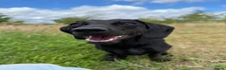 Miniature Dachshund dogs for sale: EXPRESSION OF INTEREST - MINIATURE DACHSHUND PUPS - Advert 4