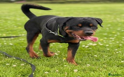Rottweiler dogs for sale: 2yr old male Rottweiler  - Image 5