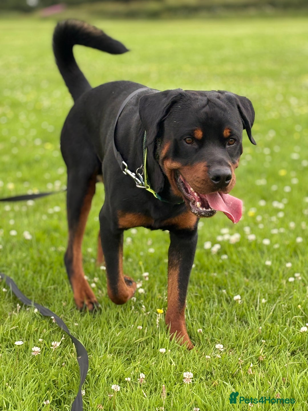 Rottweiler dogs for sale: 2yr old male Rottweiler  - Image 5