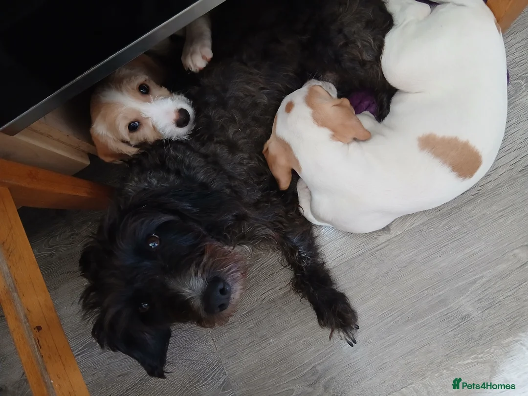 Sprocker dogs for sale: sprocker  puppies  - Advert 7