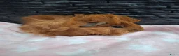 Guinea Pig rodents for sale: Funky&smooth coated guinea pigs  - Advert 7