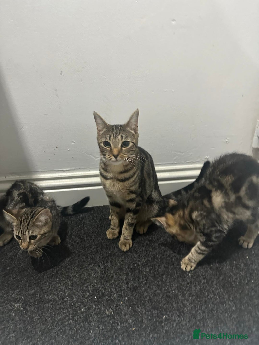 Bengal cats for sale: Bengal cross kittens! - Advert 2