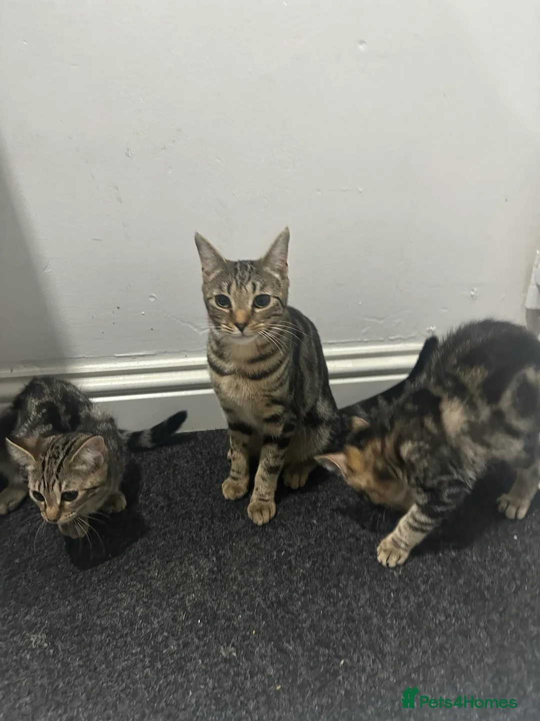 Bengal cats for sale: Bengal cross kittens! - Advert 3