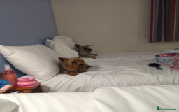 Yorkshire Terrier dogs for sale:  Yorkshire Terrier Puppies 😍🥰 2 available  - Image 6