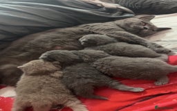 British Shorthair cats for sale: 2 beautiful British shorthair kittens for sale  - Image 12