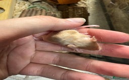 Mouse rodents for sale: Baby mice males and females  in Honiton - Image 17