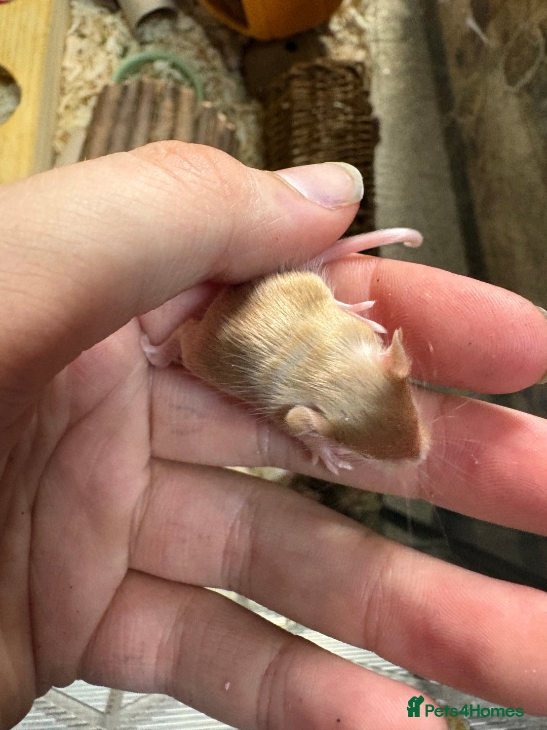 Mouse rodents for sale: Baby mice males and females  in Honiton - Image 17