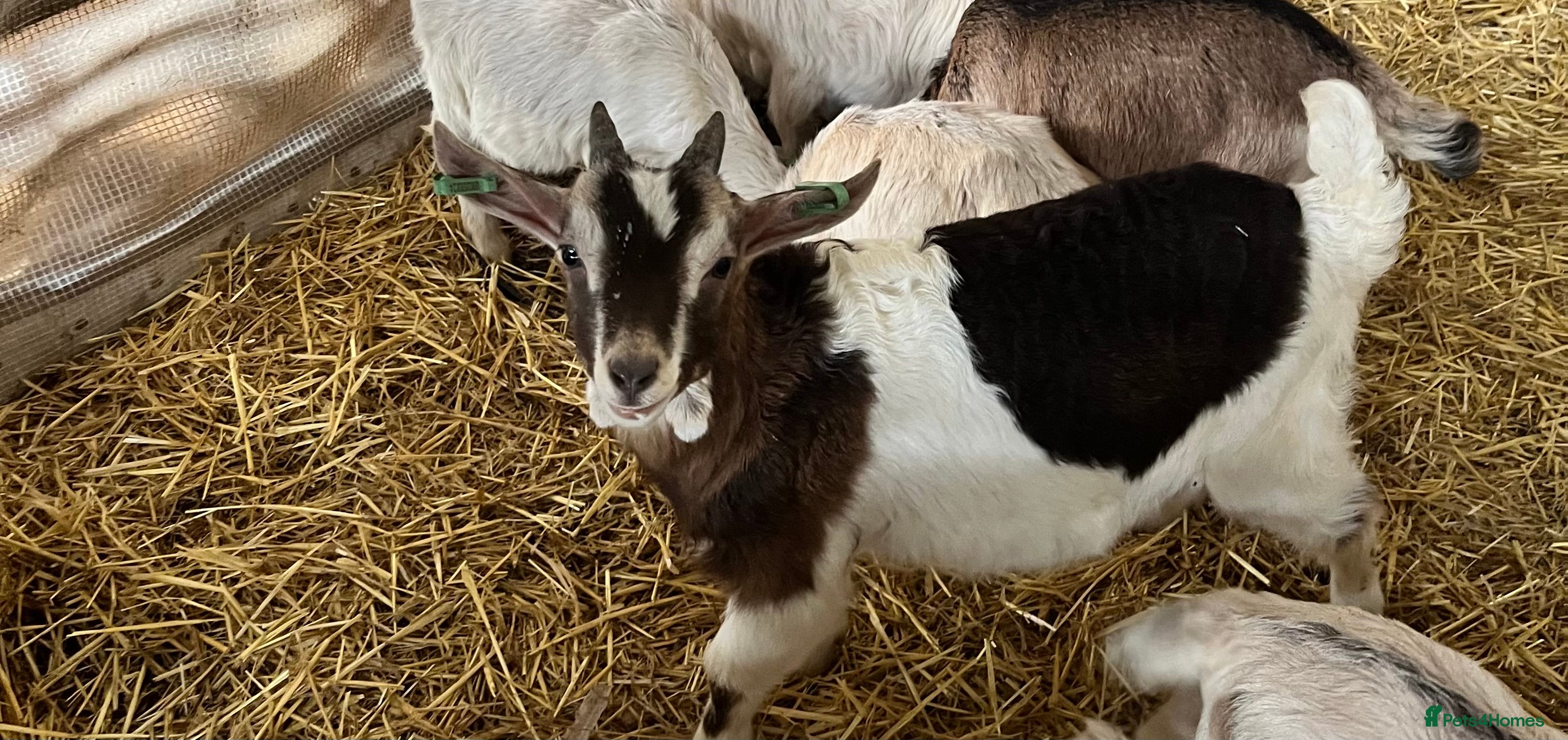 Goats livestock Sid the super goat!  - Advert 5