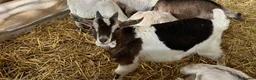 Goats livestock for sale: Sid the super goat!  - Advert 1