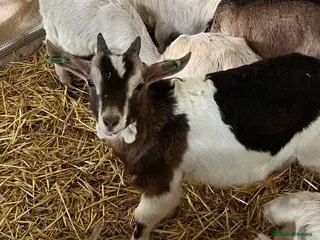 Goats livestock Sid the super goat! - Advert 13