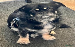 Mixed Breed dogs for sale: Algie - Image 3