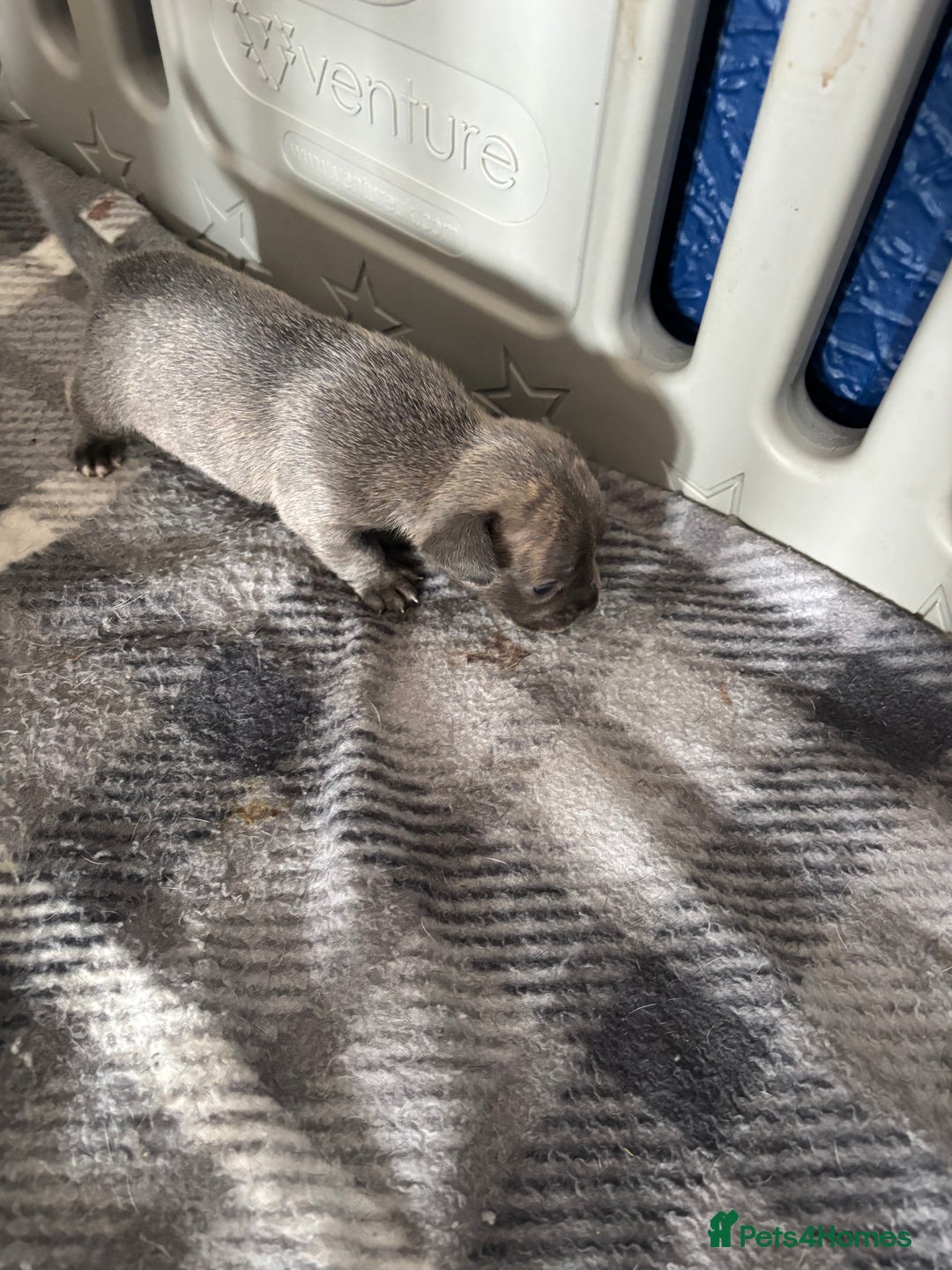 Mixed Breed dogs for sale: French Bull Jacks x 5 (All male)  - Image 15