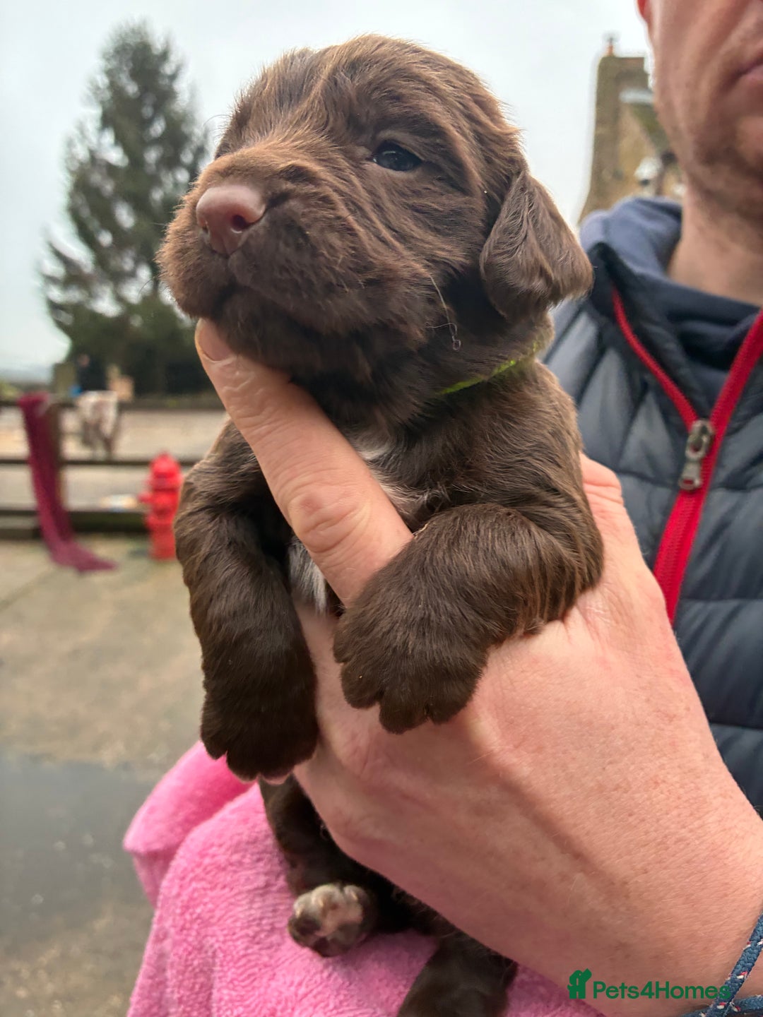 Cocker Spaniel dogs for sale: True working Cocker Spaniels docked  - Advert 14