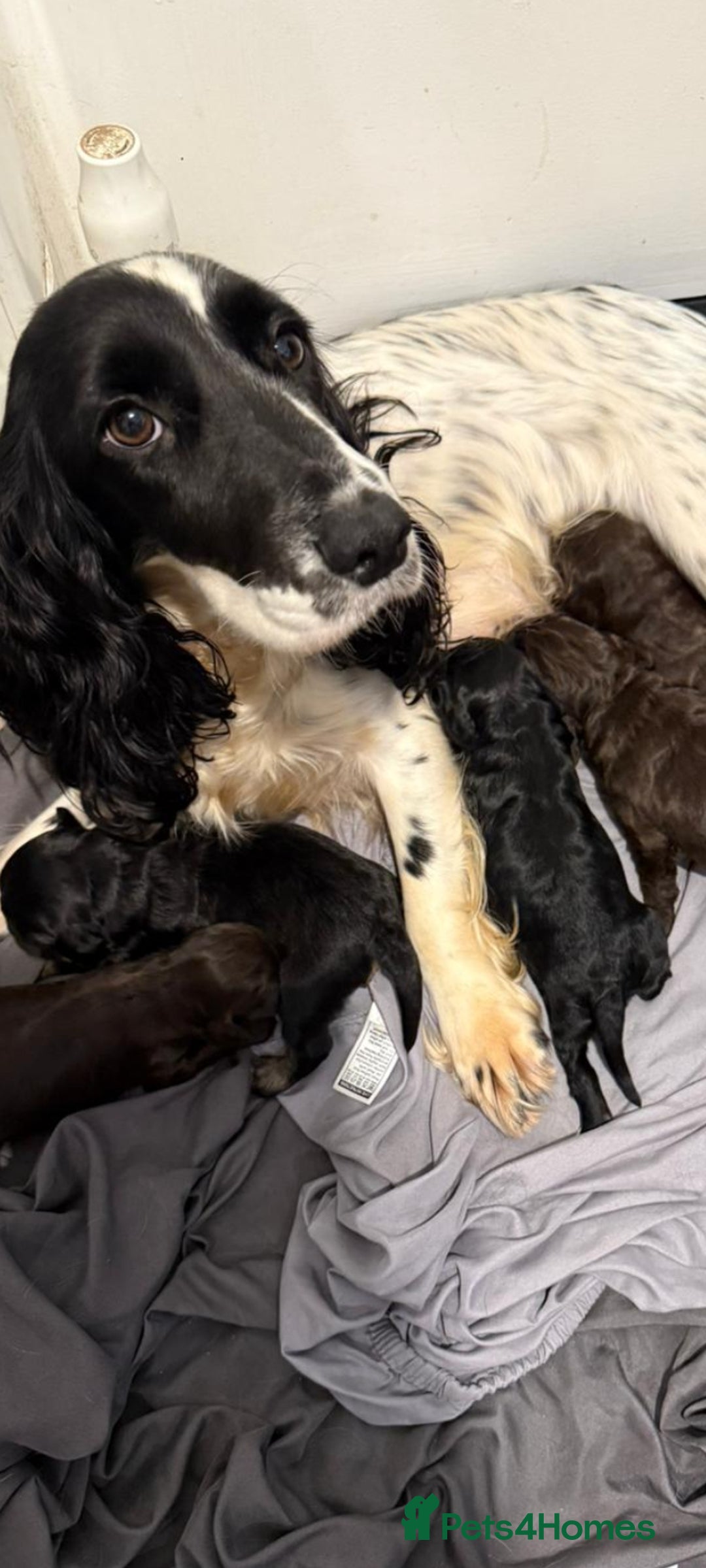 Cockapoo dogs for sale: Beautiful miniature cockapoos  - Advert 6