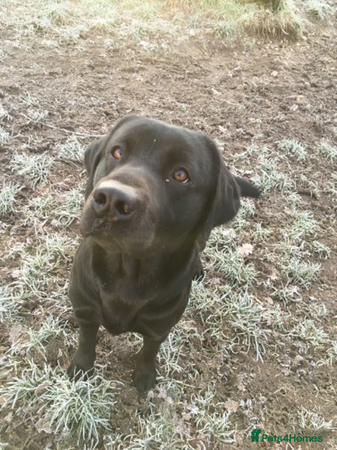 Labrador Retriever dogs for stud: 🖤💛🤎LABRADOR STUD /PROVEN/CARRIES ALL 3 COLOURS. in Derby - Advert 2