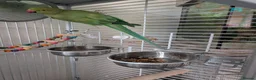 Parrots birds for sale: Pair of Indian Ringneck Parrots with Full Setup in Manchester - Advert 3