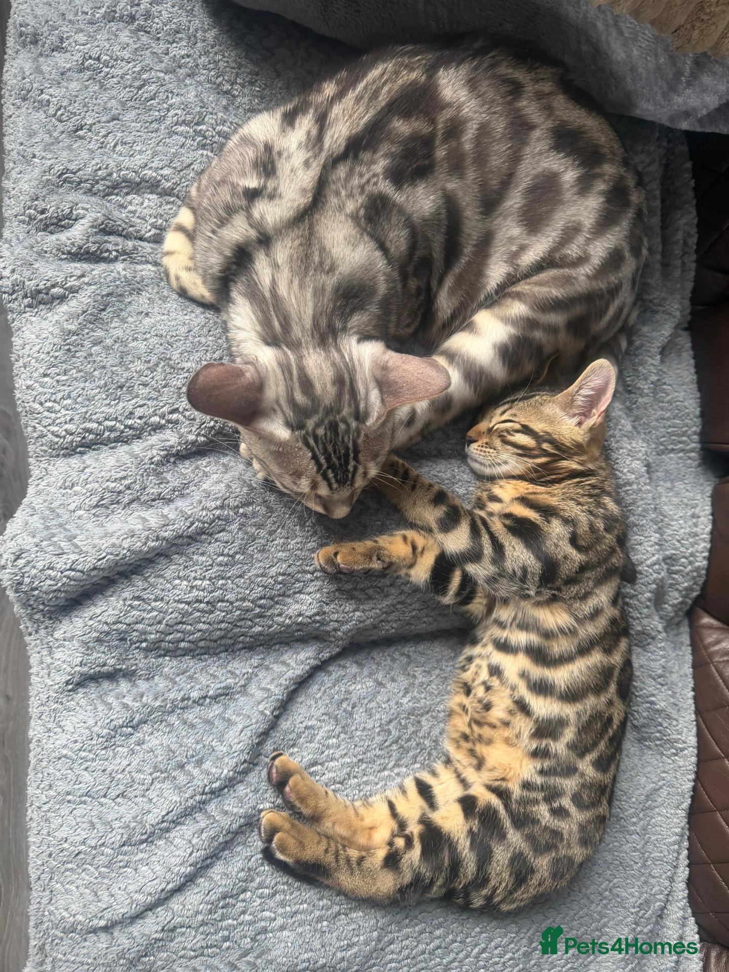 Bengal cats  Charcoal Bengal Boy Ready for forever Homes 🥰 - Advert 2