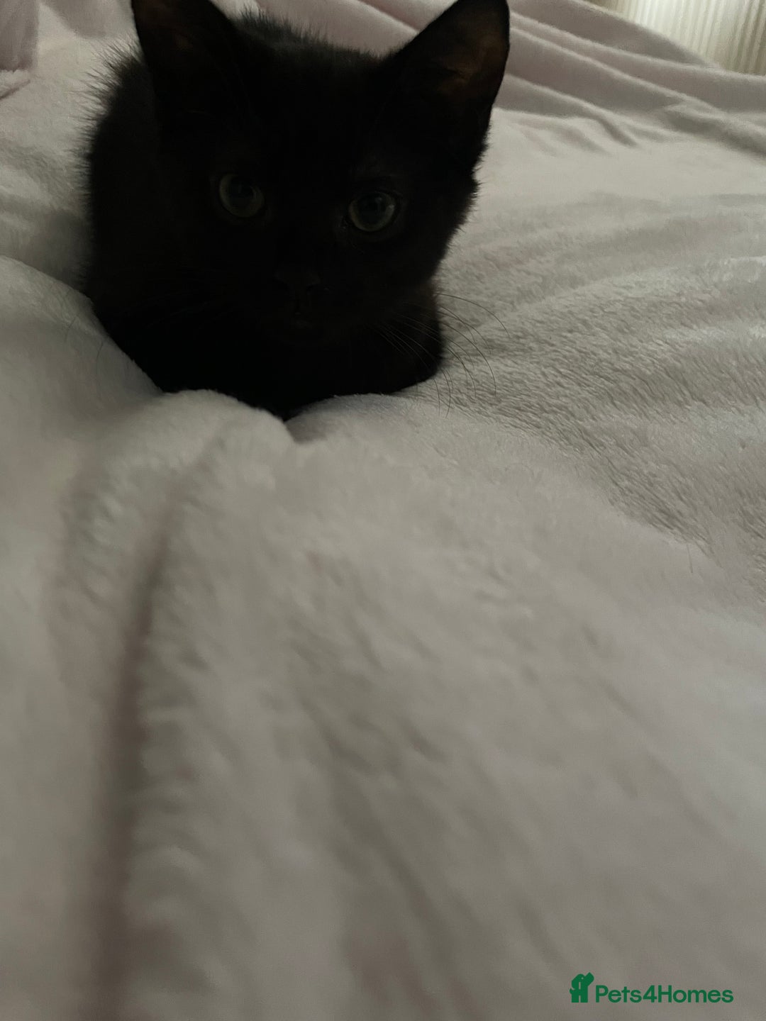 British Shorthair cats for sale: black kitten - Image 3
