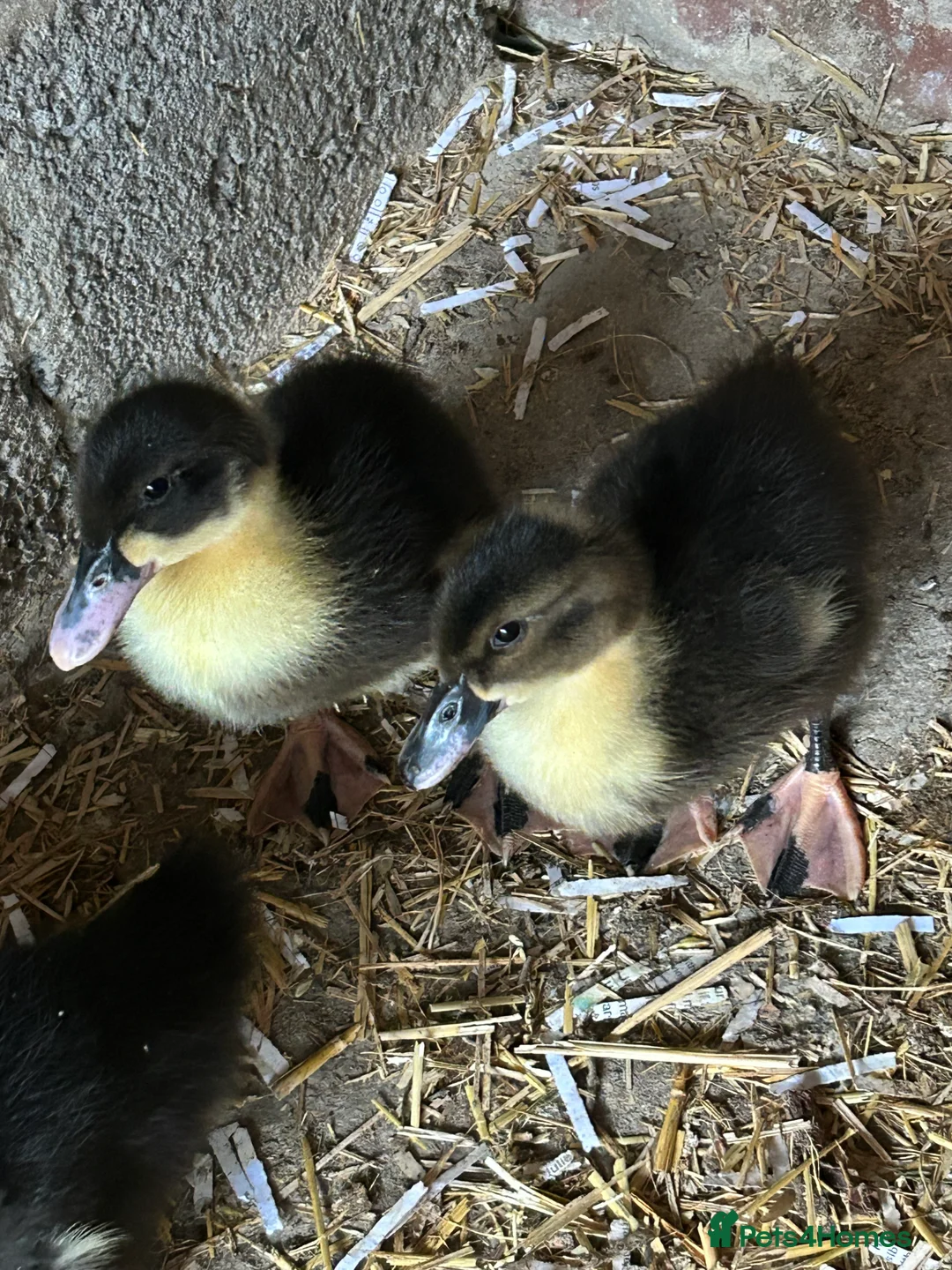 Ducks poultry for sale: Ducklings - Advert 1