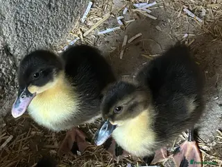Ducks poultry Ducklings - Advert 8