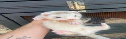 Ferret rodents for sale: Micro ferret Hobs - Advert 3