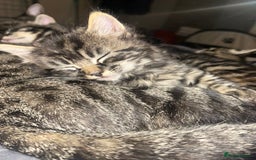 Bengal cats for sale: bengal x ragdoll kittens  - Image 4