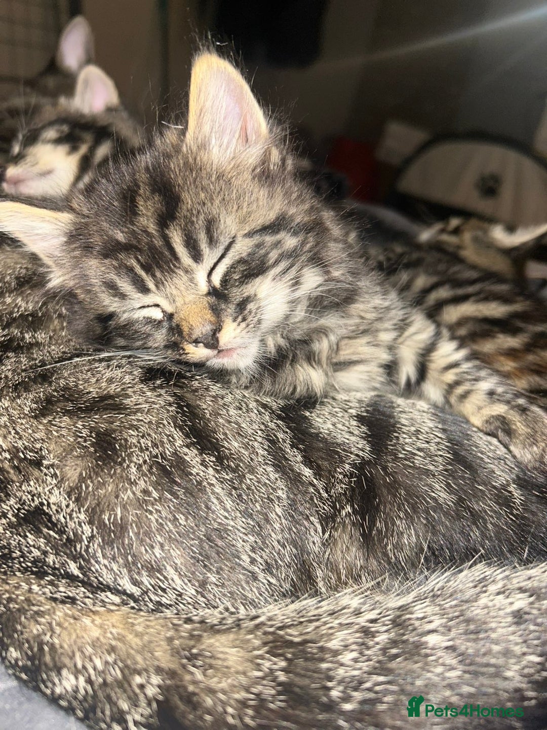 Bengal cats for sale: bengal x ragdoll kittens  - Image 4