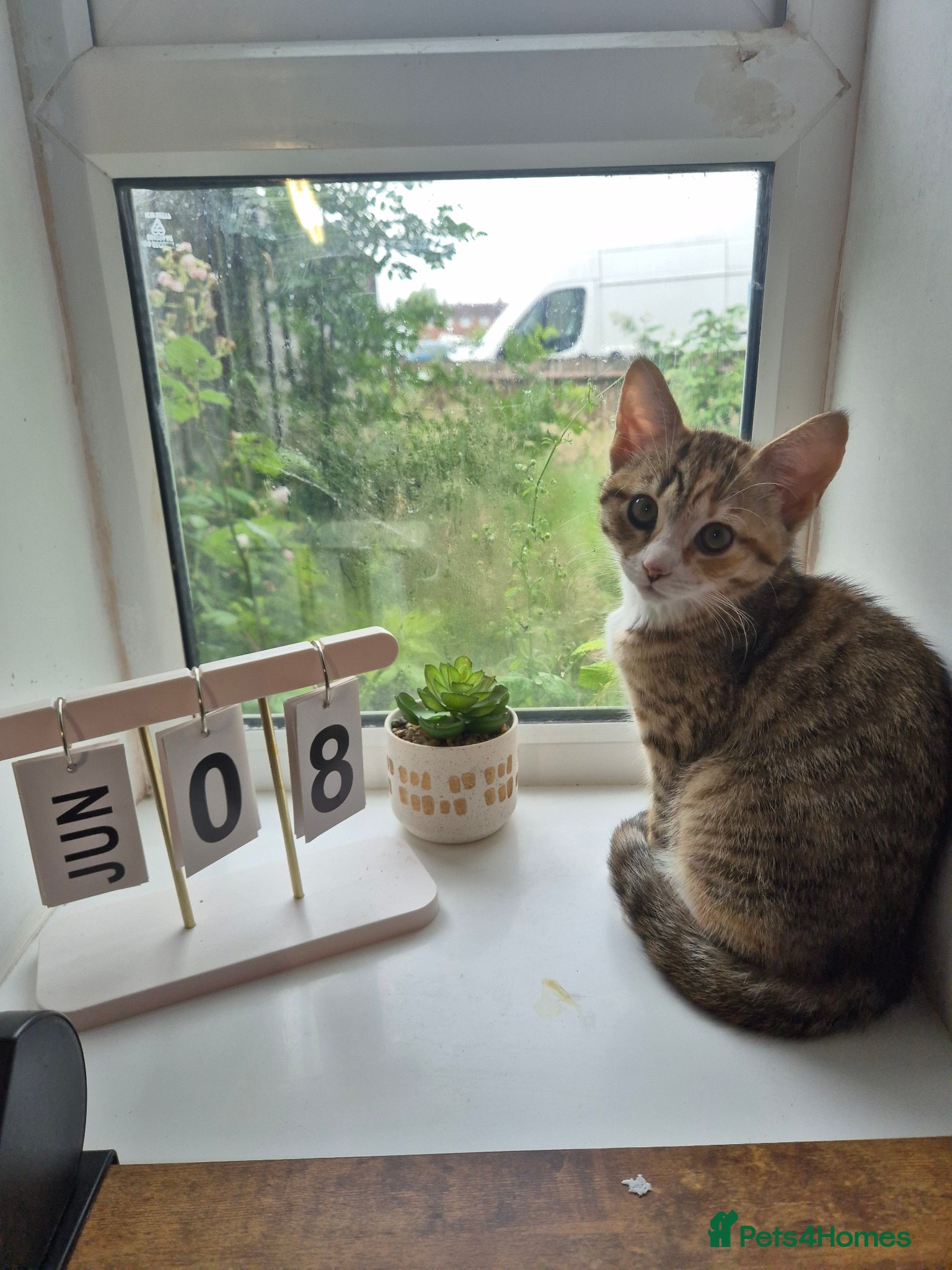 Mixed Breed cats Kittens available - Advert 1