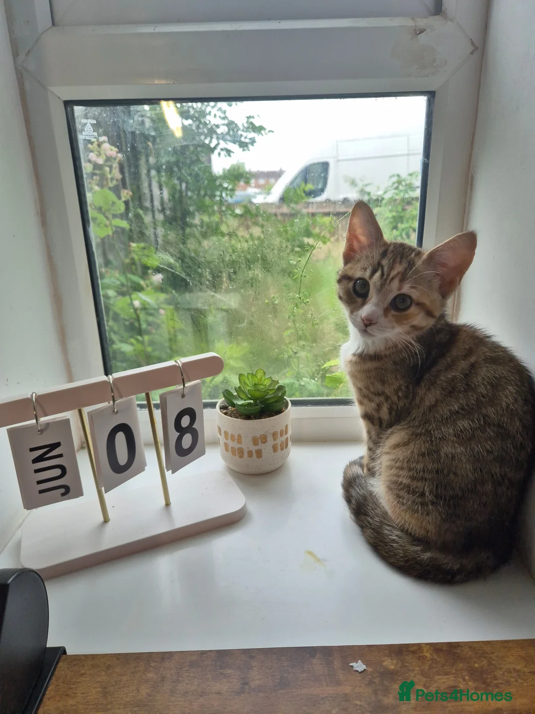 Mixed Breed cats for sale: Kittens available - Advert 1