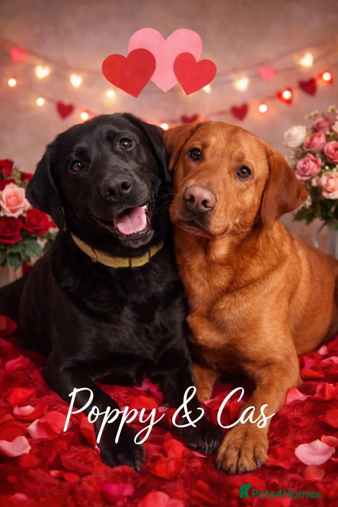 Labrador Retriever dogs for sale: 5 stunning Labrador puppies for sale - Advert 7