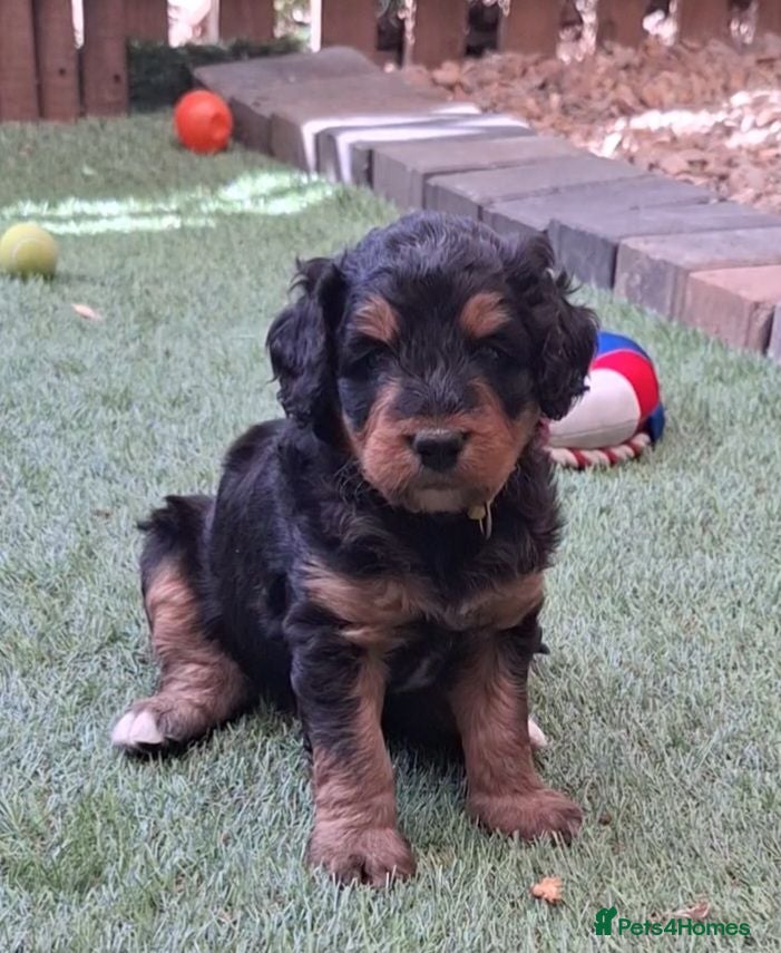 Bernedoodle dogs 🐾🐾 MIDI BERNEDOODLES 🐾🐾 - Advert 10
