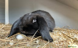 English Lop rabbits for sale: Millie  - Advert 4