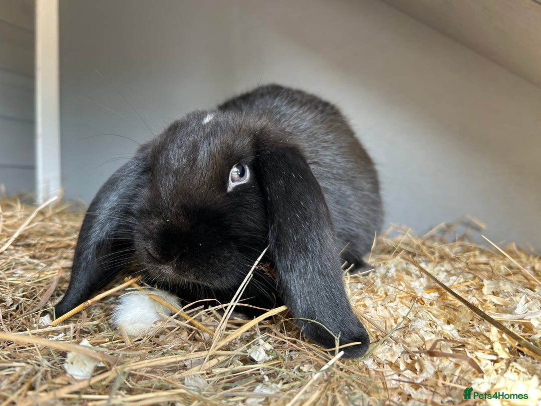English Lop rabbits for sale: Millie  - Advert 4