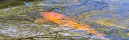 Koi Carp fish for sale: Koi carp (x3) for sale in Plymouth - Advert 2