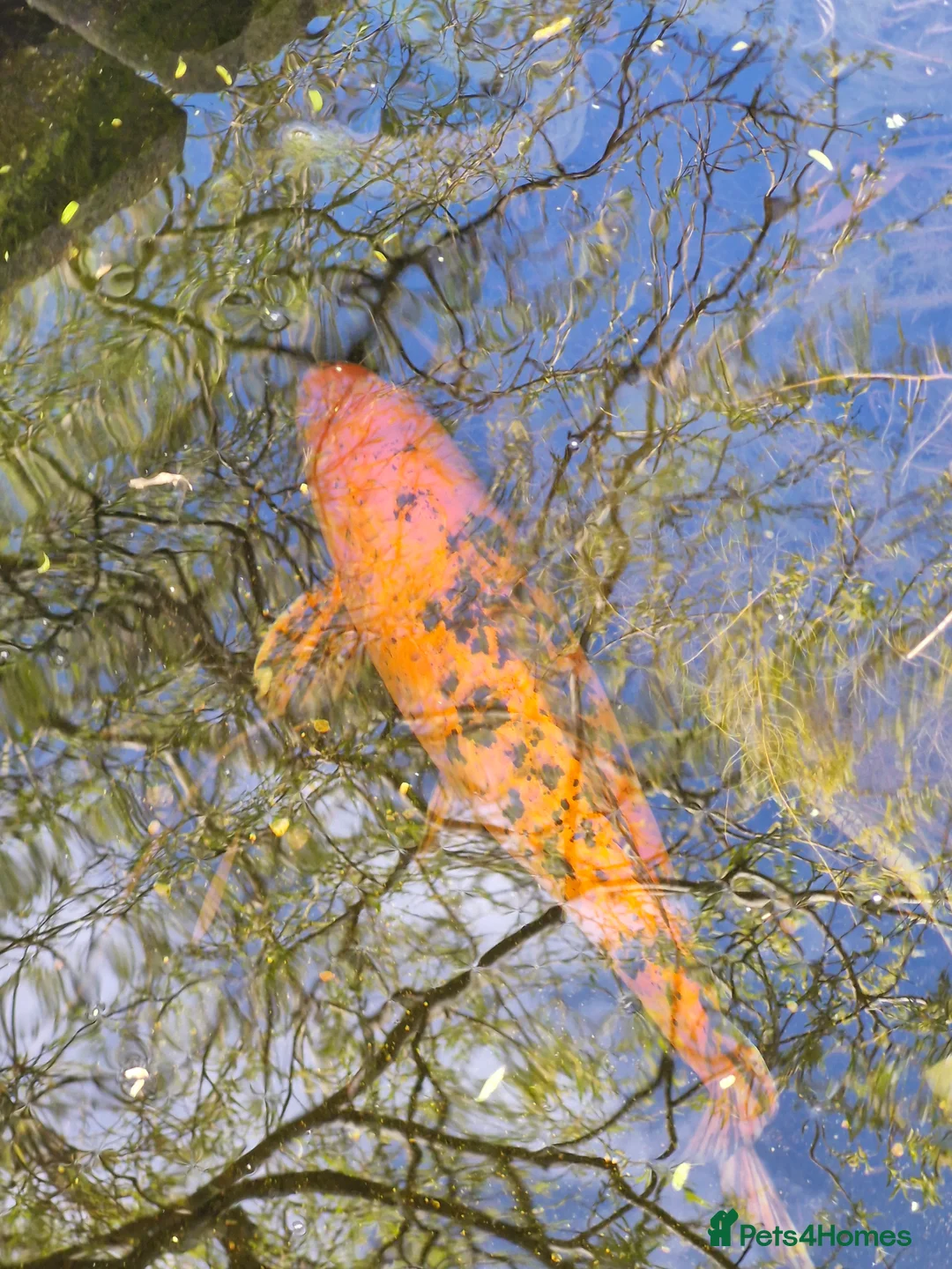 Koi Carp fish for sale: Koi carp (x3) for sale in Plymouth - Advert 2