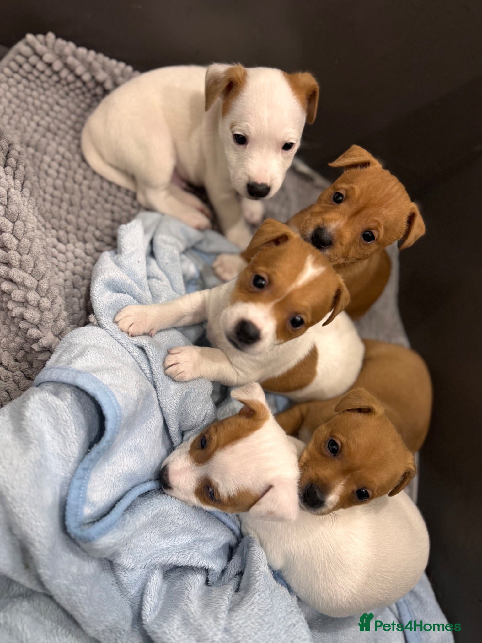Jack Russell dogs Jack Russell puppies  - Advert 7