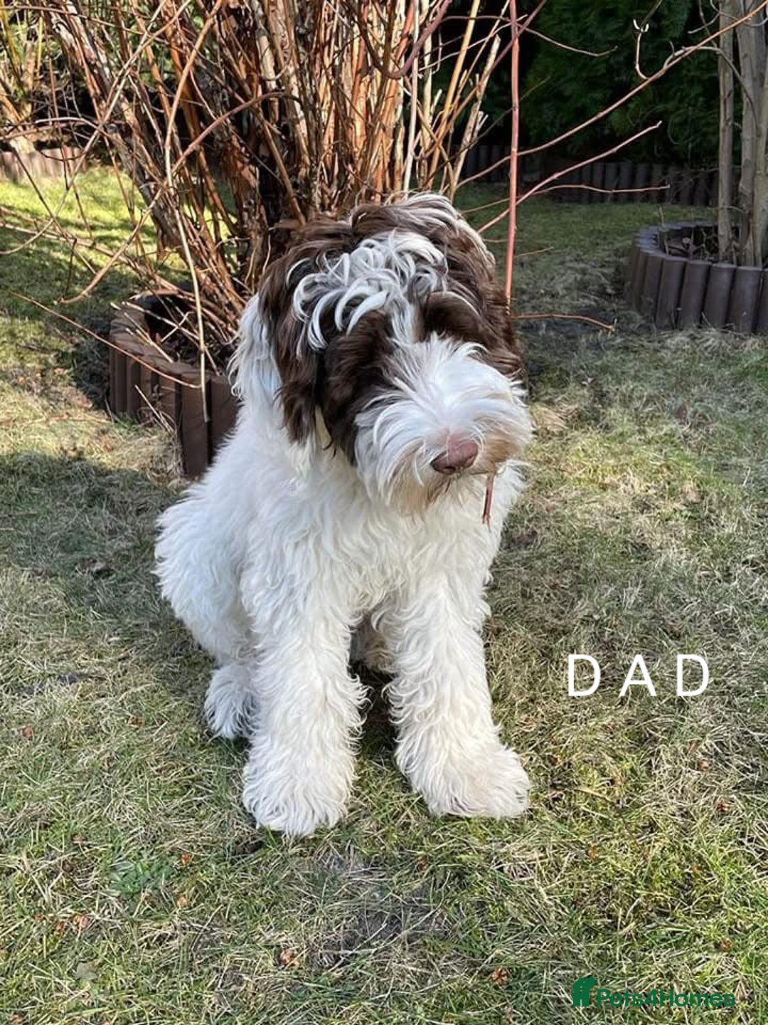 Australian Labradoodle dogs for sale: Australian Labradoodle medium  - Advert 9