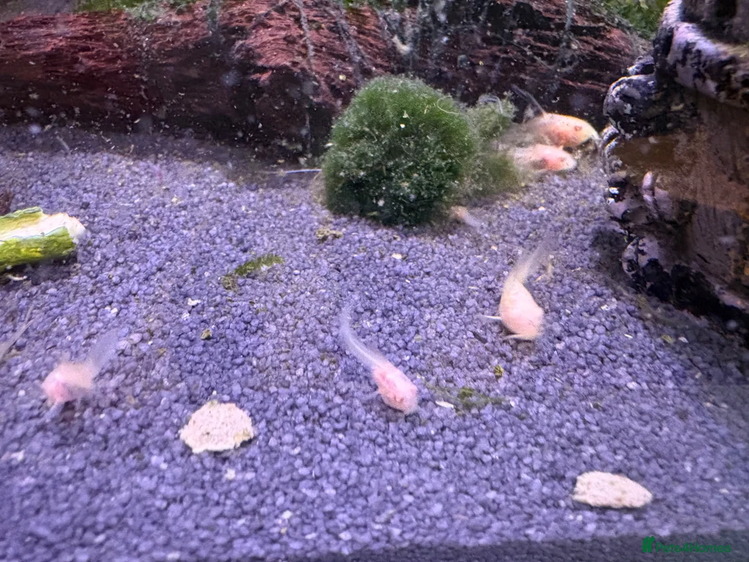 Catfish fish for sale: Albino corydoras  in Chelmsford - Advert 2