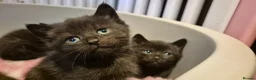 Mixed Breed cats for sale: British short hair cross kittens  - Advert 9