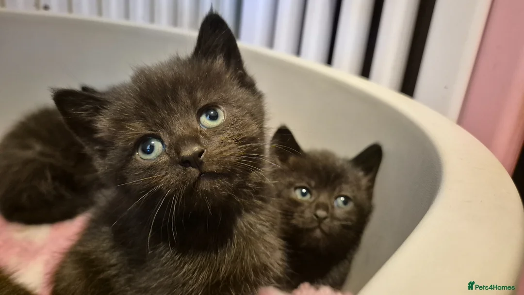 Mixed Breed cats for sale: British short hair cross kittens  - Advert 9