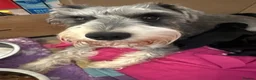 Miniature Schnauzer dogs for sale: KC MINI SCHNAUZER PUPS - Advert 10