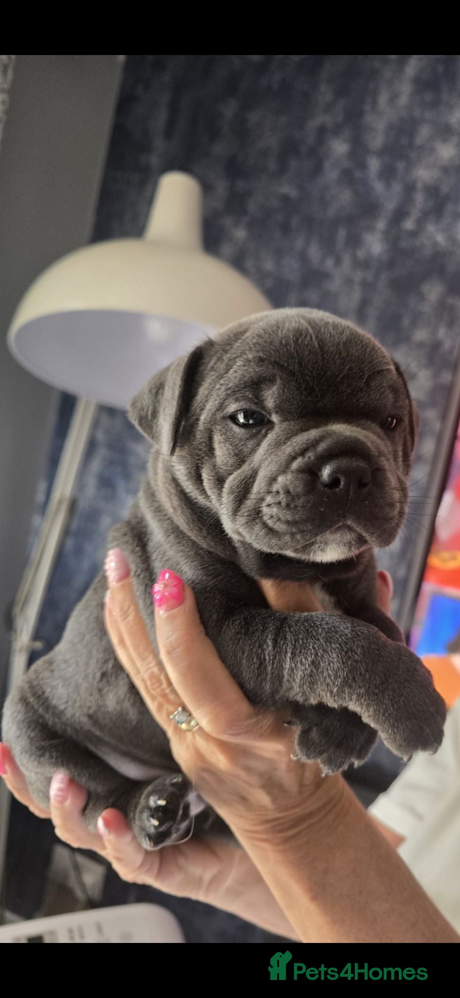 Staffordshire Bull Terrier dogs 💙LAST BOY💙💥Champion blood lines💥 - Advert 13