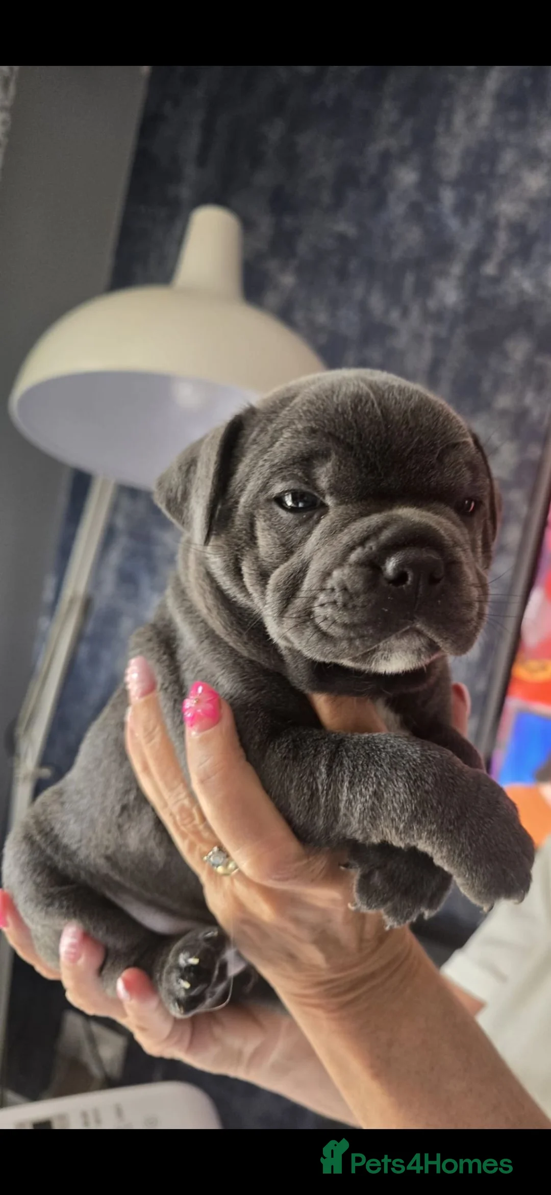 Staffordshire Bull Terrier dogs for sale: 💙LAST BOY💙💥Champion blood lines💥 - Advert 1