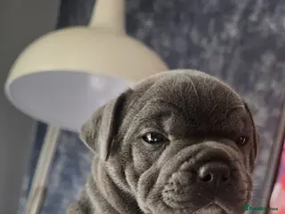 Staffordshire Bull Terrier dogs 💙LAST BOY💙💥Champion blood lines💥 - Advert 13