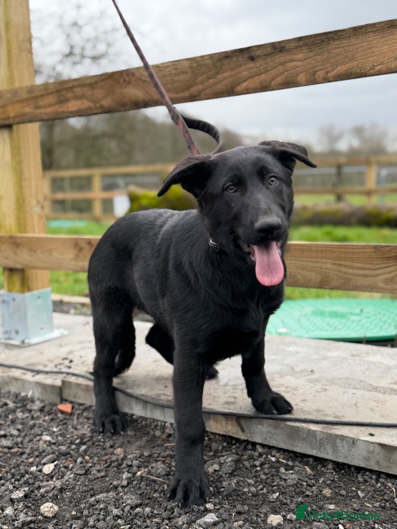 German Shepherd dogs Beautiful Black DDR LINE KC Reg German Shepherd - Advert 1