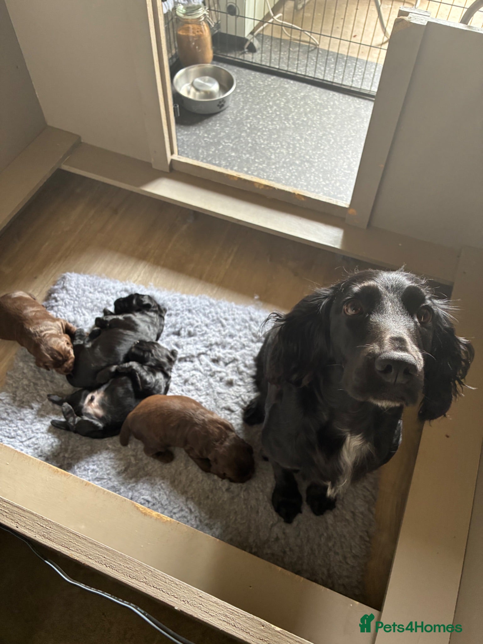 Cocker Spaniel dogs Working cocker spaniel puppy - Advert 2